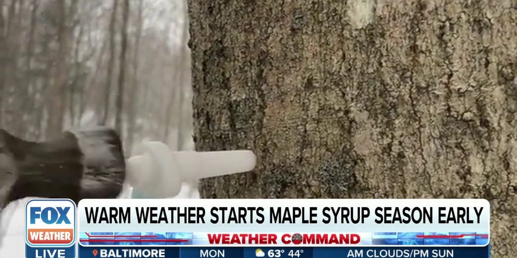 Maple syrup season starting early in Northeast due to unseasonably warm