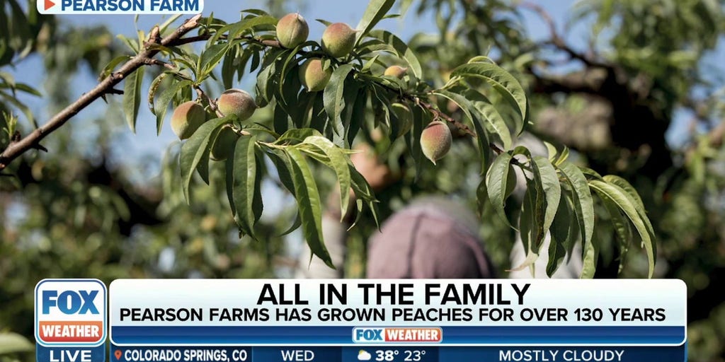 peach farm begins early harvest due to warm winter Latest