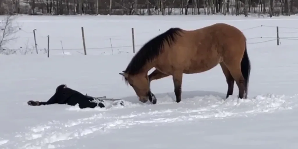 Horse makes snow angels with her owner in New Hampshire Latest
