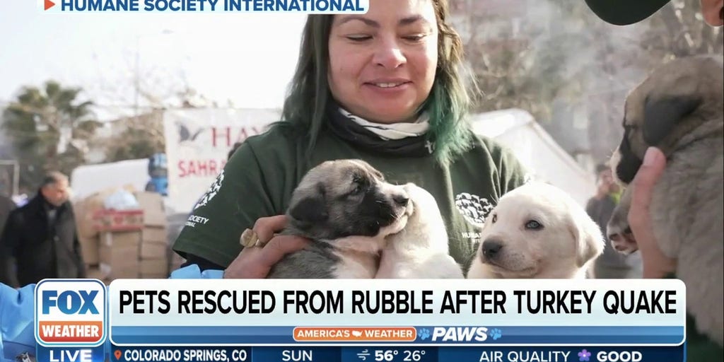 Pets rescued from the rubble following catastrophic earthquakes in