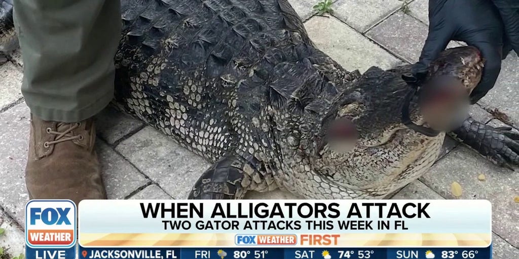 Above-average temperatures leading to increased alligator activity in ...