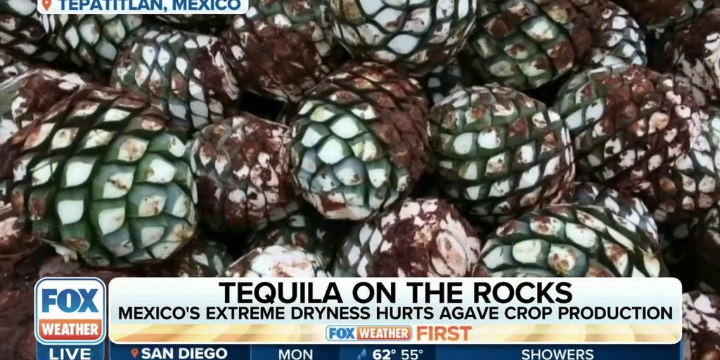 Tequila on the rocks Mexico's extreme dryness hurting agave crop