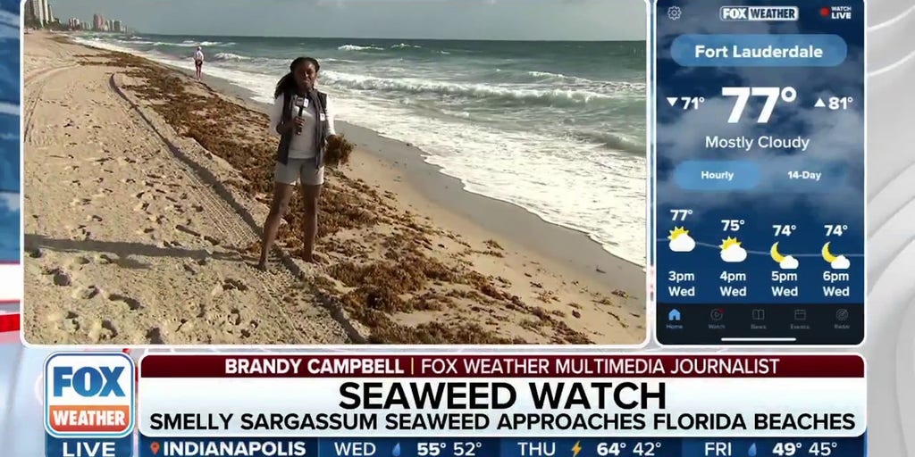 Smelly sargassum seaweed approaching Florida beaches