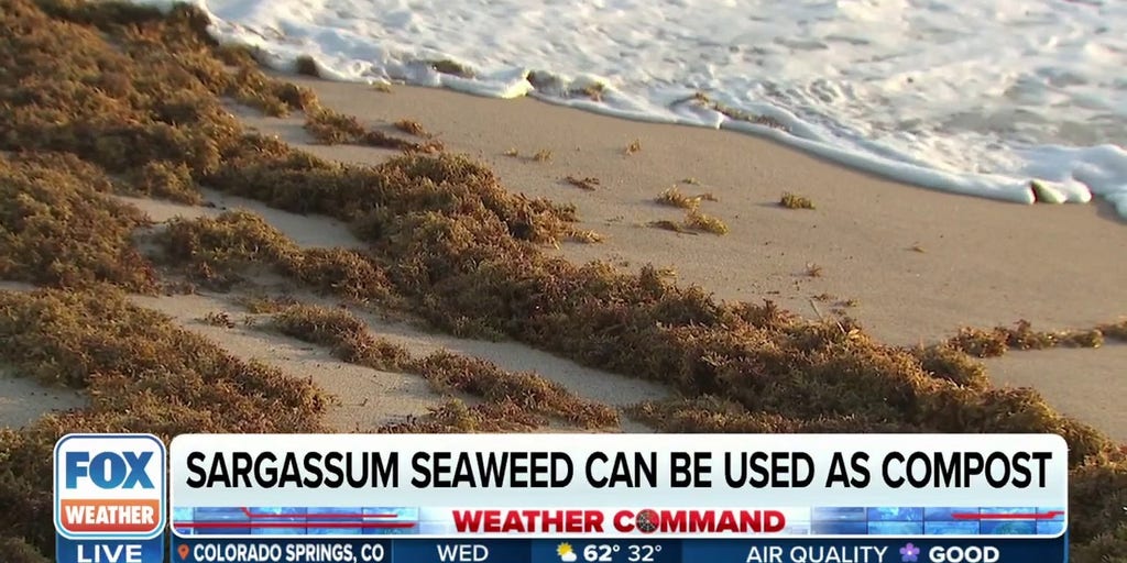 Fort Lauderdale composting sargassum seaweed and turning it into dirt