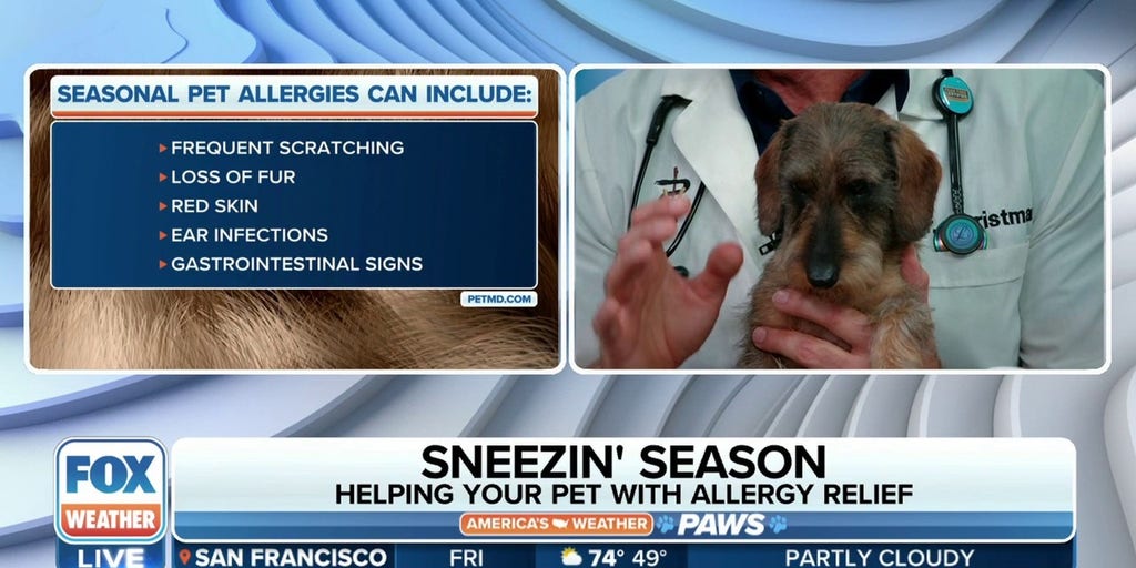 Sneezing season Helping your pet with allergy relief Latest Weather