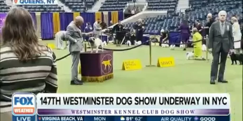 147th Westminster Dog Show Understanding what it takes to win Latest
