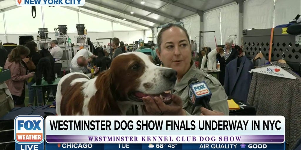 Fox news store westminster dog show