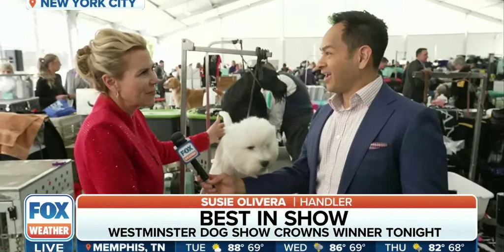 Best in Show Westminster Dog Show will crown winner Tuesday night