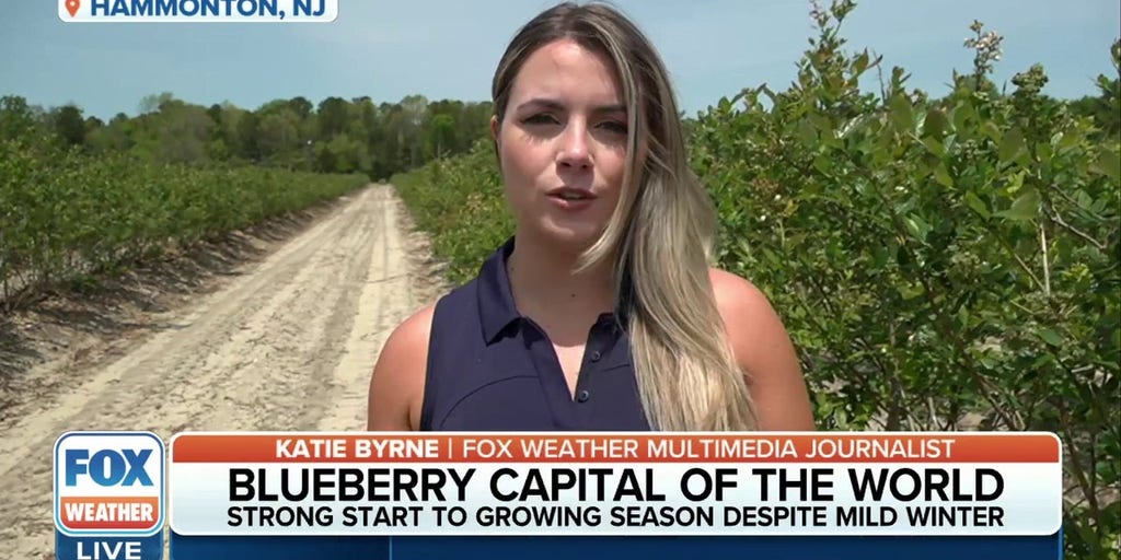 Blueberry capital of the world Hammonton, NJ sees strong start to