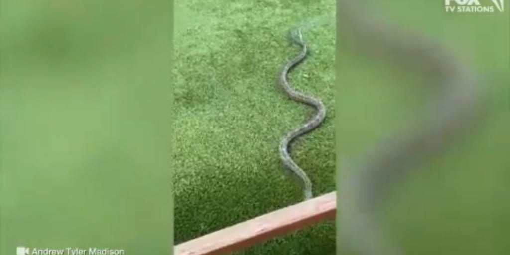 Watch: Snake slithers up chair, onto man's lap while eating at