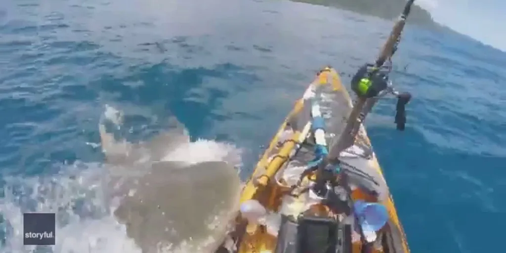 'Tiger shark rammed me' Tiger shark attacks kayaker off Hawaii coast