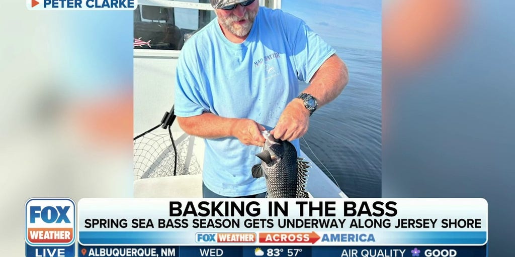 Spring sea bass season underway along Jersey shore Latest Weather