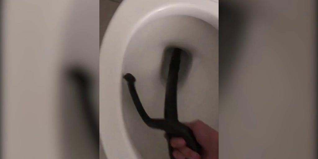 Snake in toilet leads to discovery of two dozen more for West Texas family