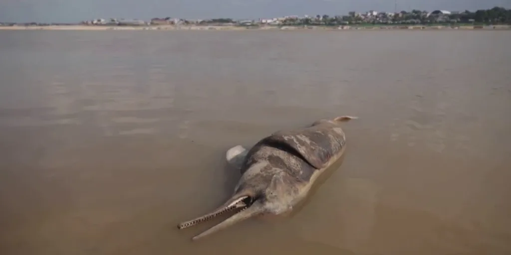 Killing the Ganges river dolphin, slowly