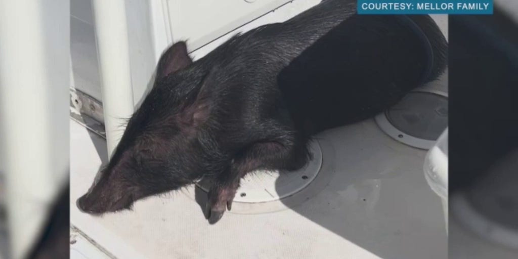 Hawaii family rescues pig swimming two miles offshore in the Pacific Ocean