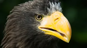 Steller's sea-eagle spotted around New England