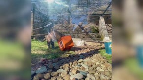 'A house divided': Jaguars make conflicting Super Bowl 'predictions' at San Antonio Zoo