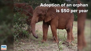 Valentine's Day elephant adoptions