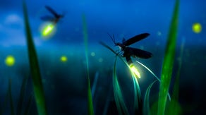 Why thousands of fireflies put on a magical light show each year