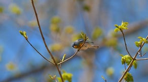 Bird Songs of Spring
