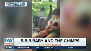 Watch: Chimps smitten over newborn's first visit to Kansas City Zoo