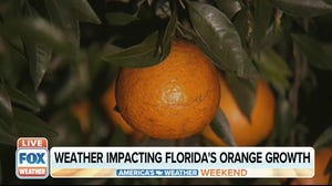 Florida orange production sees smallest crop in more than 75 years