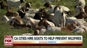 California town rents out goats to help prevent wildfires