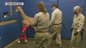 Giraffe calf walks tall after getting leg brace