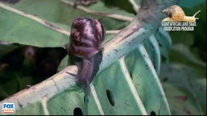 Invasive snails that could cause meningitis found in Florida