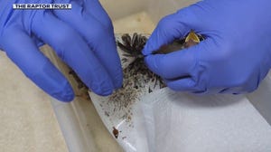 Glue traps meant to capture invasive pest now threatening safety of birds
