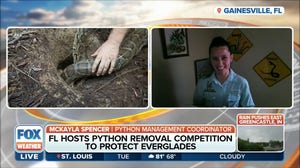 Calling all snake hunters: Florida's annual python challenge is back