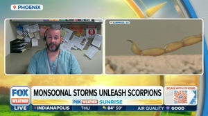 Monsoonal storms unleash scorpions