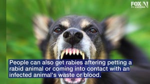 What is rabies?