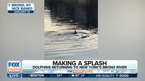 Dolphins return to New York's Bronx River