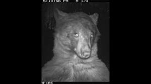 Bear takes around 400 'selfies' after discovering wildlife camera in Boulder