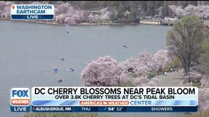 DC cherry blossoms near peak bloom