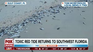 Red tide back in Southwest Florida, dead fish wash ashore