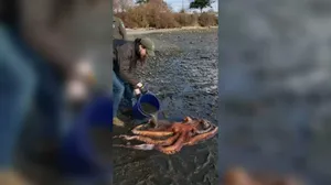 Massive Pacific octopus rescued from Washington park