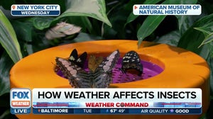 How the weather is affecting this year's bug season