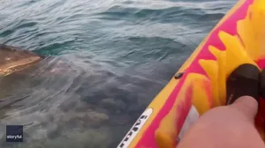 Curious shark swims under kayakers' boat