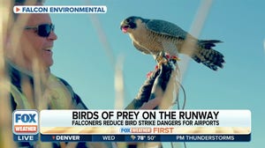 Birds of prey used to manage bird strikes at airports