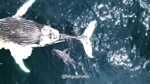 White shark feeds on dead humpback whale floating in East Hampton, New York
