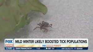 Mild winter likely boosting tick populations in the Northeast