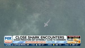 Swimmers beware: Florida shark encounters very likely