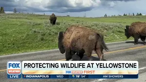 Yellowstone works to protect wildlife as tourists flock to iconic national park