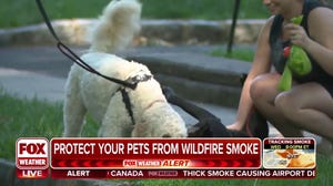 How to protect your pets from wildfire smoke