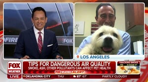 Tips for keeping pets safe in dangerous air quality