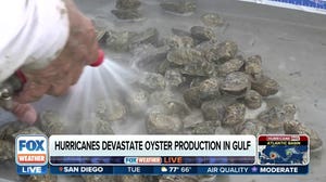 Hurricanes are changing the way oyster producers are doing business