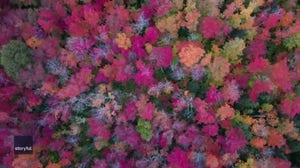 Watch: Drone video of autumnal colors in Minnesota
