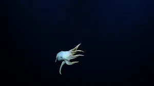 Watch: Rare 'Dumbo' octopus observed during deep sea exploration
